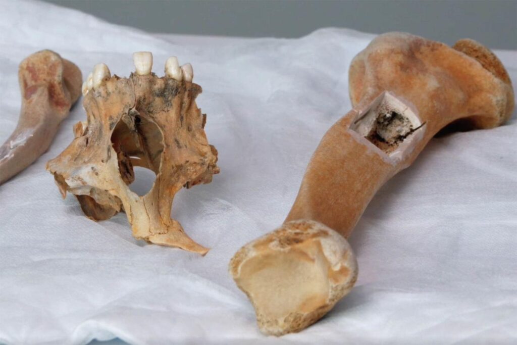Skeletal remains found at Jersey Shore identified as 19th century boat captain