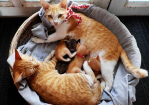 After Over 8 Years Away, Family’s Beloved Cat Miraculously Comes Home