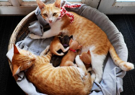 After Over 8 Years Away, Family’s Beloved Cat Miraculously Comes Home