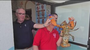 Meet Lorenzo: The Incredible 110-Year-Old Lobster Given a Second Chance on Long Island