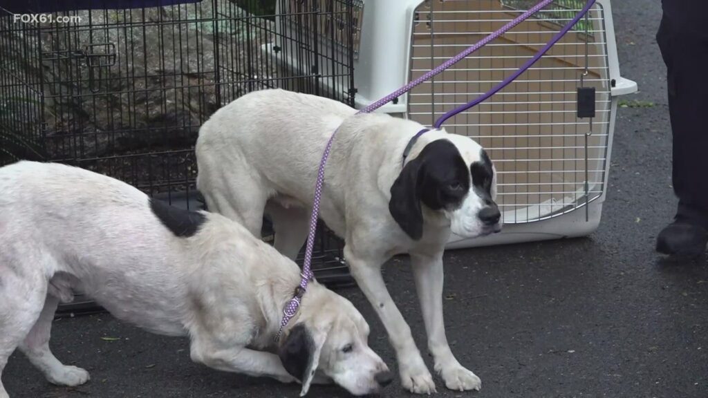 22 Dogs Rescued in Shocking Animal Cruelty Investigation in Oxford, Conn