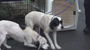 22 Dogs Rescued in Shocking Animal Cruelty Investigation in Oxford, Conn