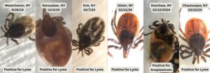 Tick Invasion Alert: Officials Warn of a Surging Outbreak in the New York Area