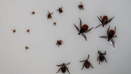 Essential Tips for Staying Safe in New York and New Jersey During a ‘Hot Tick Year’