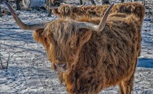 NYC Council oversight hearing calls for stronger support for foster youth at CUNY