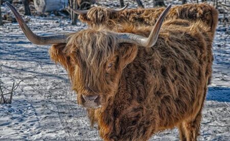 NYC Council oversight hearing calls for stronger support for foster youth at CUNY