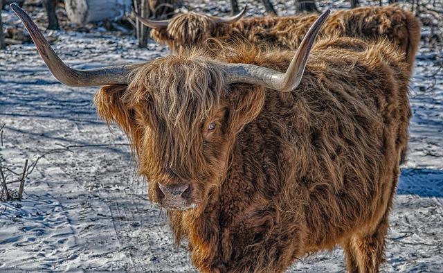 NYC Council oversight hearing calls for stronger support for foster youth at CUNY