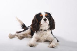 King Charles’ NYC Visit Sparks Traffic Jams, Limited Press Access, and a Dazzling Diamond Discovery