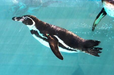Dive In This Saturday: Join the Annual Big Swim with Day-Of Registration Available!