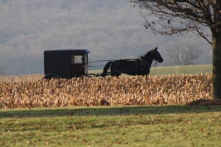 One Final Opportunity to Save NYC’s Horse Carriage Industry