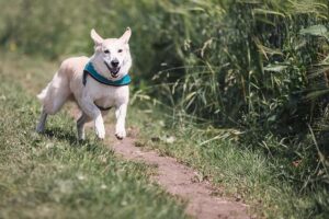 Local advocates call on NYC Parks to expedite reopening of Murray Playground Dog Run in LIC