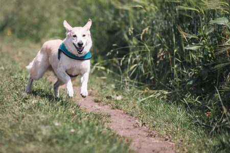 Local advocates call on NYC Parks to expedite reopening of Murray Playground Dog Run in LIC