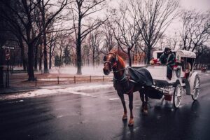 City Hall Must Protect Workers as NYC Horse Carriages Face Extinction