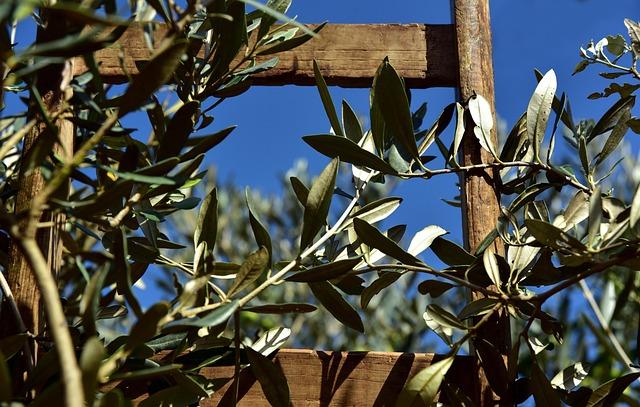 Brad Lander released after Israeli detention during West Bank olive harvest; Mamdani calls for other New Yorkers to be freed